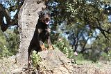 JAGDTERRIER ALLEMAND 016